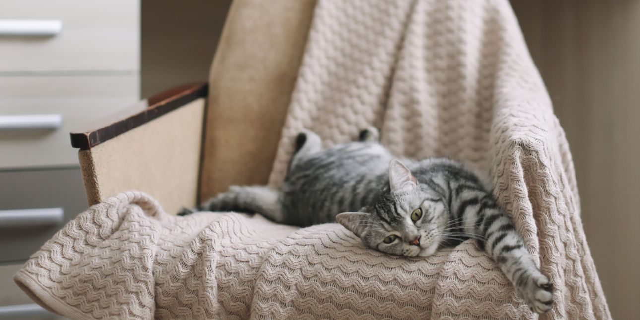 Как приучить кошку к новому дому. Cat throws brick. Приучить котенка к лотку. Приучение к лотку котенка. Лоток для котят маленький.