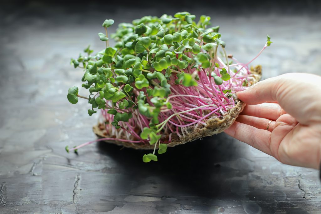 Що таке мікрозелень і як виростити її вдома | Блог OLX