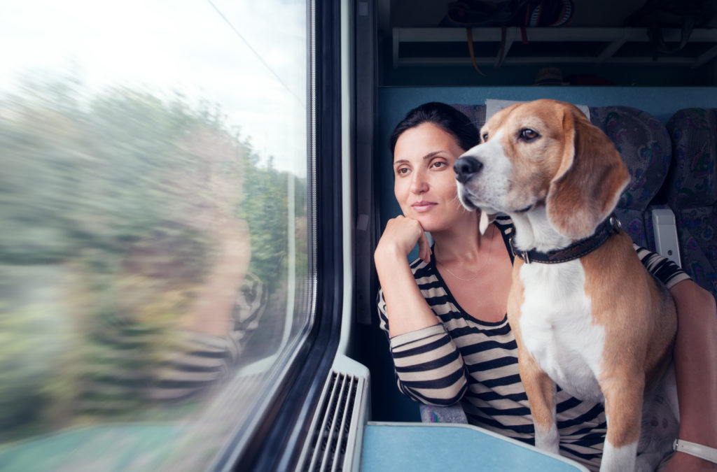 Подорож із домашніми тваринами: правила та юридичні нюанси | Блог OLX