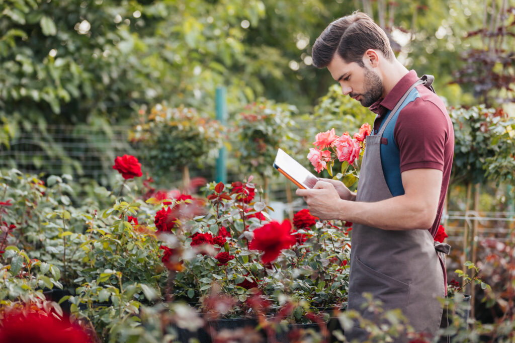>Як доглядати за трояндами навесні: поради для садівників | Блог OLX