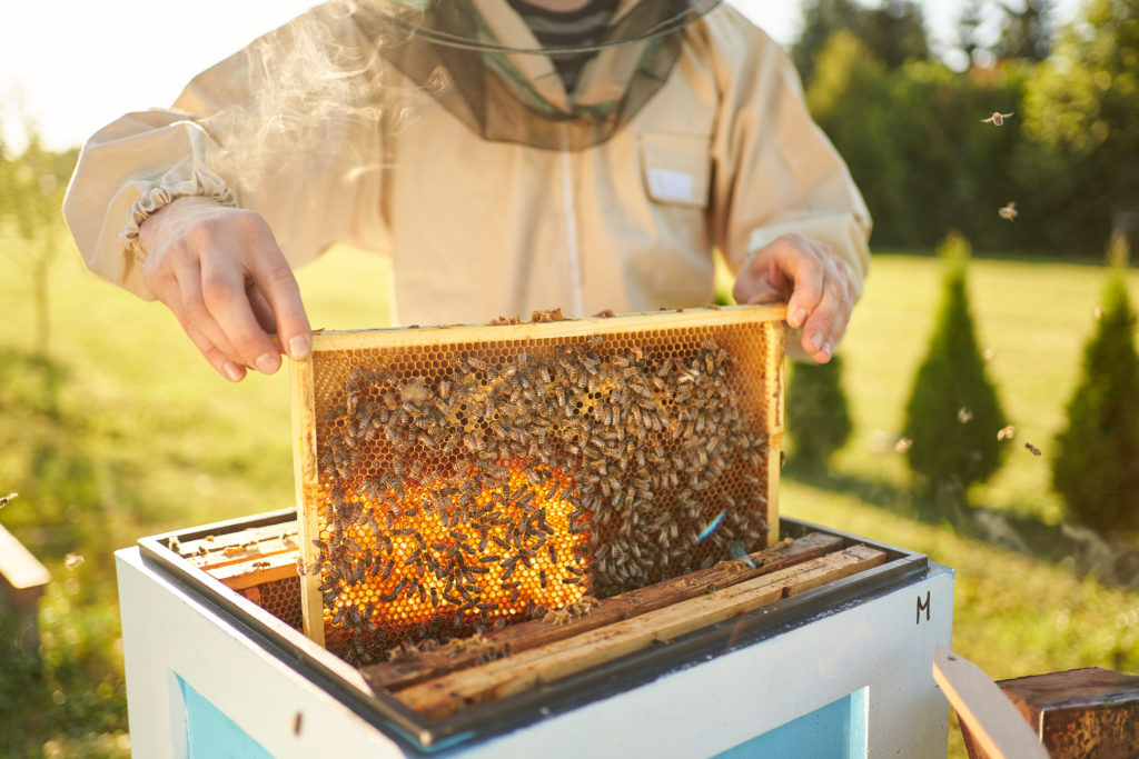 Пасіка як бізнес: як займатися бджільництвом | Блог OLX