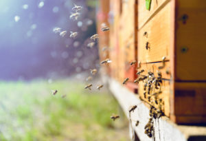 Основні технології збору меду | Блог OLX