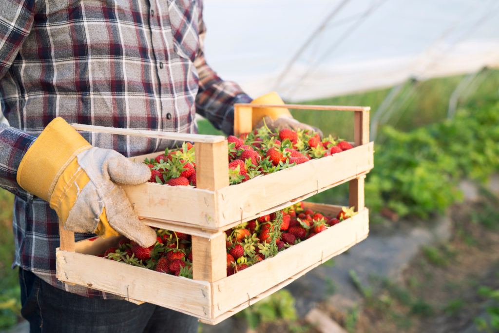 Бізнес-ідея: вирощування полуниці | Блог OLX