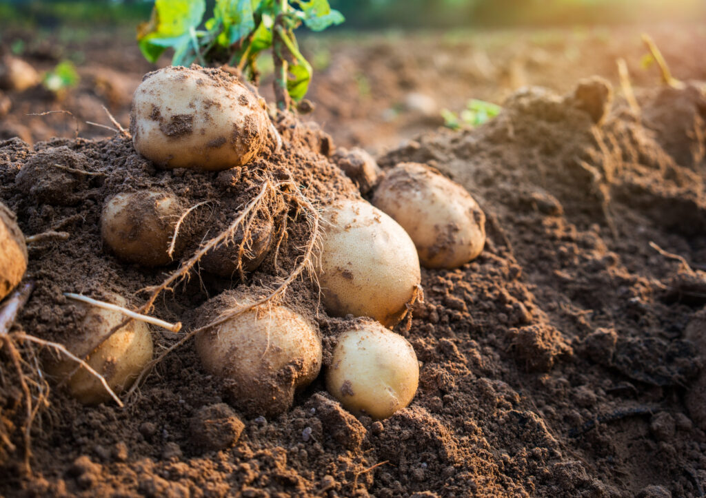 Як вибирати добрива для картоплі: поради для великого врожаю | Блог OLX