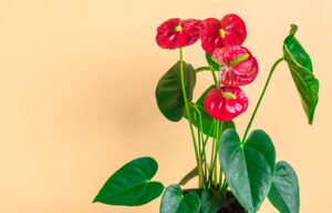 Kімнатні квіти, які люблять тінь_Антуріум | Блог OLX