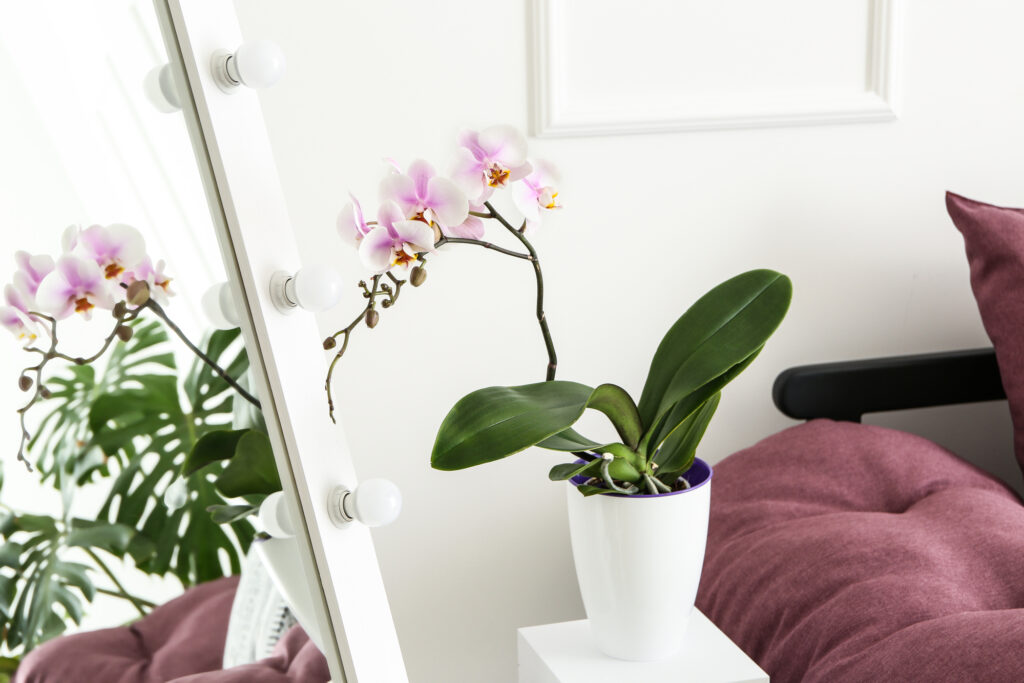 Догляд за орхідеєю в домашніх умовах: усе, що необхідно про це знати | Блог OLX