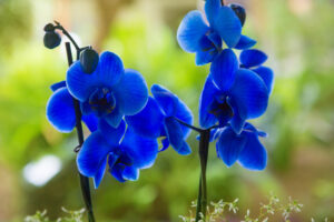 Блакитна орхідея фаленопсис | Блог OLX