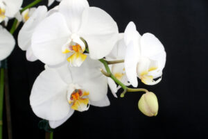 Королівська орхідея фаленопсис | Блог OLX