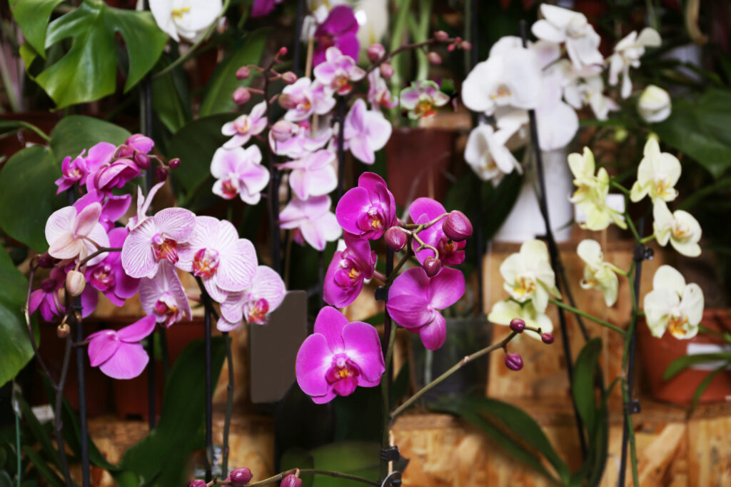 Як доглядати за орхідеями