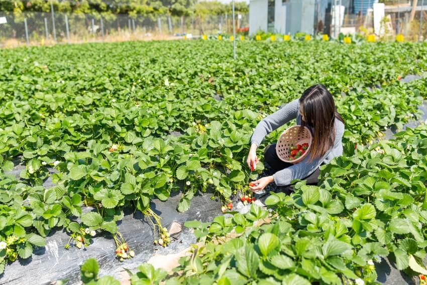 Популярні галузі та вакансії для сезонної роботи