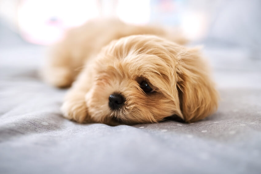 Де ринок pet-friendly житла зріс найбільше за рік