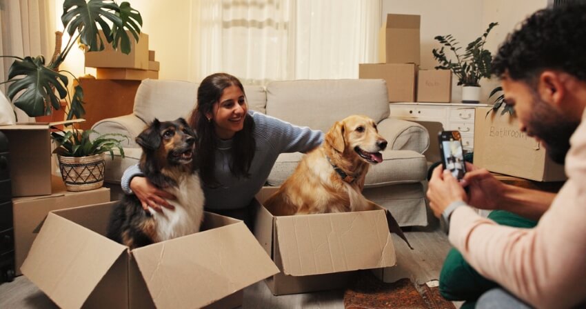 У яких областях найбільше універсальних pet-friendly оголошень